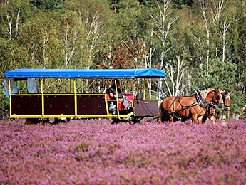 Landschaftskutschfahten durch die Lüneburger Heide